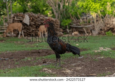 A majestic black rooster stands tall in a farmyard. Its iridescent feathers shimmer in the natural light, with a backdrop of a log pile and greenery, evoking a rustic countryside atmosphere.