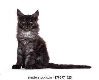 Black Silver Maine Coon Cat Images Photos Et Images Vectorielles De Stock Shutterstock