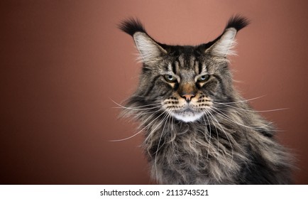 majestic black tabby maine coon cat portrait looking at camera seriously or angry on brown background