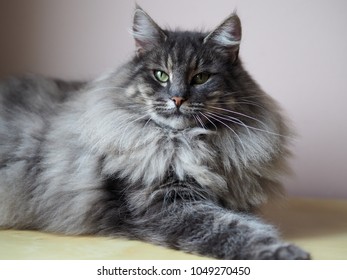 Majestic Blue Tabby Norwegian Forest Female Stock Photo (Edit Now ...