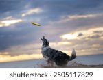 A majestic Border Collie dog leaps to catch a disk on a sandy beach during a stunning sunset.