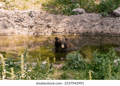 Majestic Brown Bear Relaxing in a Serene Waterhole Surrounded by Lush Greenery. - Powered by Shutterstock