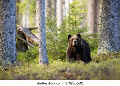 Majestic Brown Bear, Ursus Arctos, Standing In Mountain Forest Between Blueberry Bushes And Looking Into Camera. Large Wild Animal In Woodland With Broken Tree Trunk In Background. Mammal In Nature.