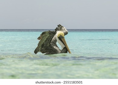 Majestic brown pelican, Pelecanus occidentalis carolinensis, flapping its wings and splashing through turquoise waters on a Caribbean beach - Powered by Shutterstock