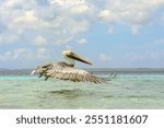 Majestic brown pelican,Pelecanus occidentalis carolinensis,flying low over the turquoise waters on a Caribbean beach with a partly cloudy sky