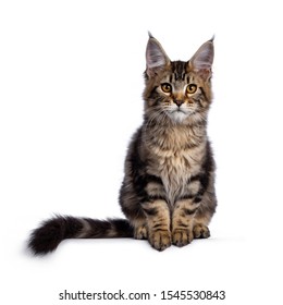 Majestic Brown Tabby Maine Coon Cat Stock Photo 1545530843 | Shutterstock