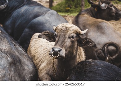 Majestic Buffalo Close-Up in Natural Farm Setting - Powered by Shutterstock