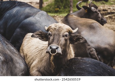 Majestic Buffalo Close-Up in Natural Farm Setting - Powered by Shutterstock