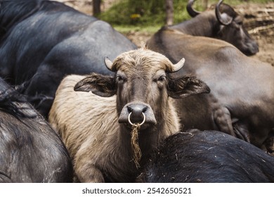 Majestic Buffalo Close-Up in Natural Farm Setting - Powered by Shutterstock