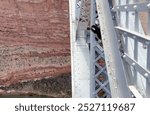 A majestic California Condor is perched on the edge of the Navajo Bridge in Marble Canyon - Arizona, USA. The condor looks directly at the camera, creating a captivating wildlife encounter.