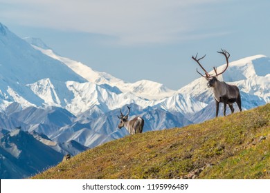 Majestic-Karibou-Bull vor dem Berg Denali (Berg Mckinley), Alaskal