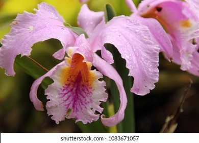 Majestic Cattleya Trianae  Orchid Flower Endemic To Colombia