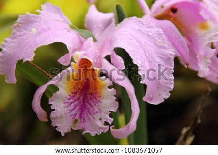 Majestic Cattleya Trianae Orchid Flower Endemic Stock Photo Edit