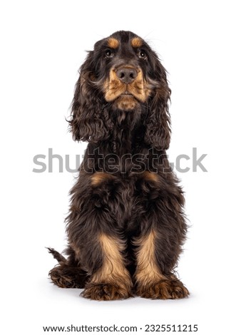 Majestic choc and tan 3 months old Cocker Spaniel dog, sitting up facing front. Looking  above camera with sweet and droopy eyes. Isolated on a white background.