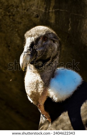 Majestic close up of a vulture bird 