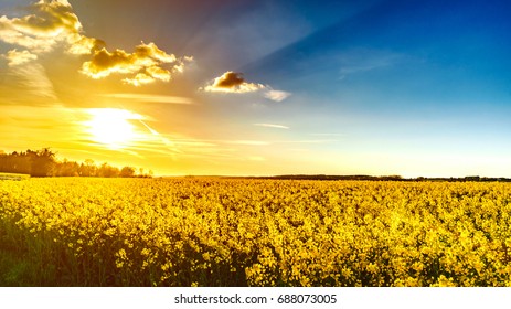 Majestic colorful sunset over the yellow fields, natural landscape
