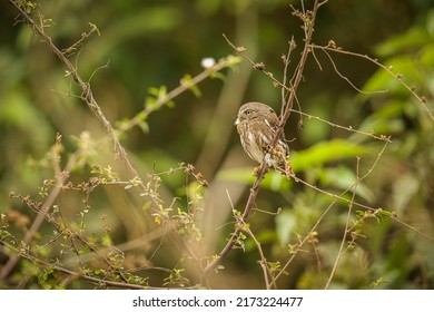 124,661 Majestic bird Images, Stock Photos & Vectors | Shutterstock