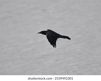 A majestic Common Grackle bird with wings outstretched soaring through a blue sky - Powered by Shutterstock