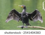 A majestic Cormorant bird perched on a branch over a tranquil body of water with its wings spread wide