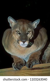 Majestic Cougar (Puma) 