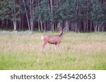 Majestic Deer with Antlers Covered in Fur Roaming Through Tall Grass in a Serene Field Surrounded by Trees in Turner Valley, Diamond Valley, Alberta, Canada