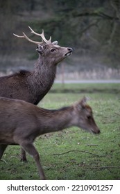 Majestic Deer In Doneraile Park 