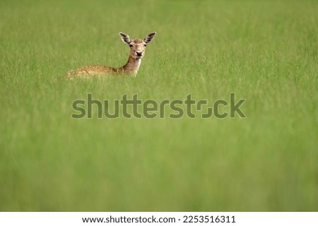 Similar – Foto Bild Reh in einem Feld stehend