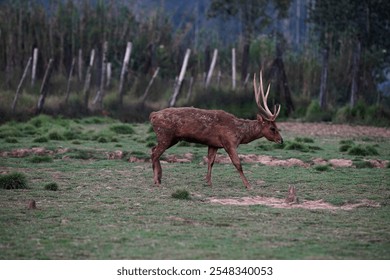 Majestic deer with large antlers grazing peacefully in the open fields of Ranca Upas, Bandung. A serene wildlife moment amidst lush greenery and natural beauty - Powered by Shutterstock