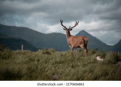 Majestic Deer On A Cloudy Day In Scotland