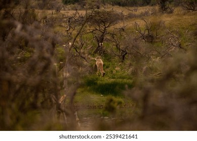 A majestic deer standing in a field, with bushes in the background - Powered by Shutterstock