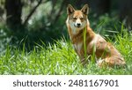 Majestic Dingo in Natural Habitat Surrounded by Lush Greenery and Vibrant Nature"