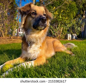 Majestic Dog During Golden Hour