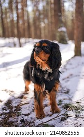 Majestic Dog In Forest - Cavalier King Charles Spaniel Puppy