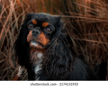 Majestic Dog Sits In Tall Grass