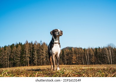 Majestic Dog Standing On A Meadow