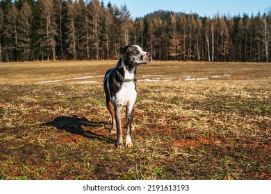 Majestic Dog Standing On A Meadow