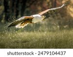 A majestic eagle in flight over a grassy field with a blurred forest background.