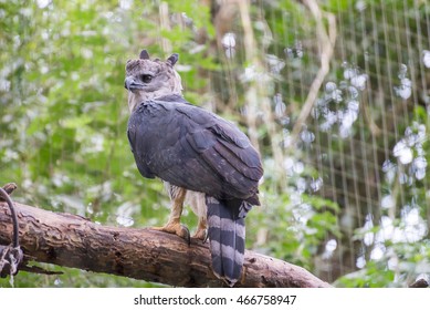 Majestic Eagle Harpy Bird Brazil Green Stock Photo 466758947 