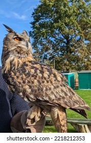 Majestic Eagle Owl Perching On Hand 