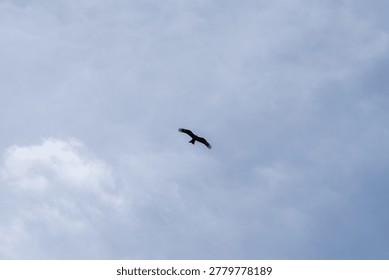Majestic eagle soaring high in a dramatic cloudy sky