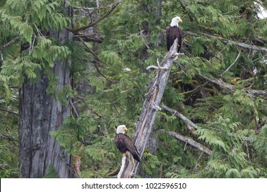 Majestic Eagles In Soaring In Alaska