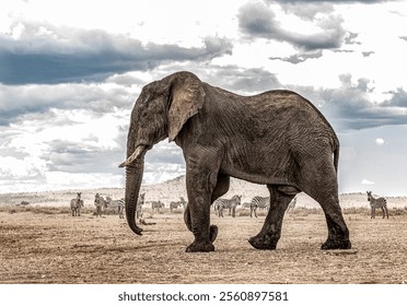 Majestic elephant strides across the african savanna, zebras grazing in the background under a dramatic cloudy sky - Powered by Shutterstock