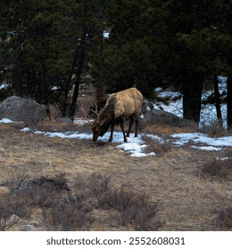 A majestic elk grazing on a snowy forest floor, surrounded by pine trees and patches of snow. Captured in a serene winter environment, this wildlife scene highlights the natural beauty and tranquility - Powered by Shutterstock