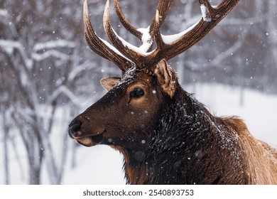 A majestic elk stands in the snow, its impressive antlers standing tall in the cold winter air - Powered by Shutterstock