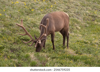 A majestic elk with velvet-covered antlers grazes peacefully on a lush meadow dotted with wildflowers - Powered by Shutterstock