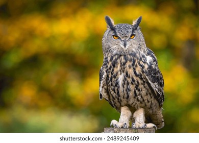 A majestic Eurasian eagle-owl perched on a tree branch surrounded by vibrant autumn colors.