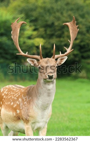 Majestic european fallow deer male in september