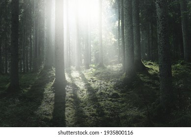 Majestic evergreen forest at sunrise. Mighty pine trees, moss, green plants. Morning fog, pure sunlight, sunbeams. 