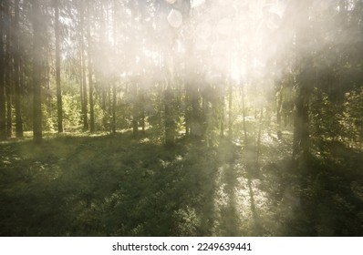 Majestic evergreen forest at sunrise. Mighty pine and deciduous trees, moss, fern, plants. Morning dew, soft sunlight, sunbeams, fog, haze. Idyllic summer landscape. Pure nature, environment, ecology