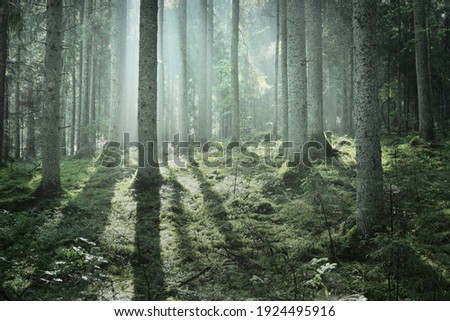 Similar – morning light Calm Nature